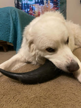 Load image into Gallery viewer, Bison Horn (Grass Fed & Finished)