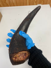 Load image into Gallery viewer, Bison Horn (Grass Fed & Finished)