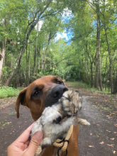 Load image into Gallery viewer, Whole Prey Rabbit Fuzzies - Limited Edition