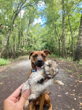 Load image into Gallery viewer, Whole Prey Rabbit Fuzzies - Limited Edition