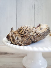 Load image into Gallery viewer, Whole Prey Quail (Feathered) - Limited Edition