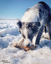 Load image into Gallery viewer, Lamb Shank (GFF & Pasture Raised)