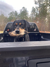 Load image into Gallery viewer, Whole Prey Quail (Feathered) - Limited Edition