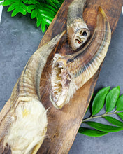 Load image into Gallery viewer, Goat Horn - Limited Edition