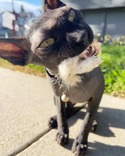 Load image into Gallery viewer, Rabbit Rawhide Minis - Limited Edition