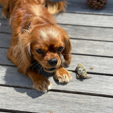 Load image into Gallery viewer, Whole Prey Quail Hatchlings (Feathered) - Limited Edition