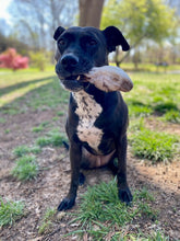 Load image into Gallery viewer, Rabbit Head - Limited Edition