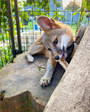 Load image into Gallery viewer, Rabbit Ears - Limited Edition