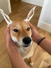 Load image into Gallery viewer, Rabbit Ears - Limited Edition