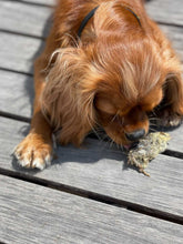 Load image into Gallery viewer, Whole Prey Quail Hatchlings (Feathered) - Limited Edition