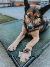 Load image into Gallery viewer, Whole Prey Quail Hatchlings (Feathered) - Limited Edition