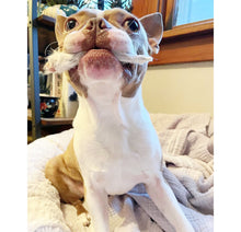 Load image into Gallery viewer, Rabbit Ears - Limited Edition