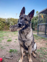 Load image into Gallery viewer, Whole Prey Quail (Feathered) - Limited Edition