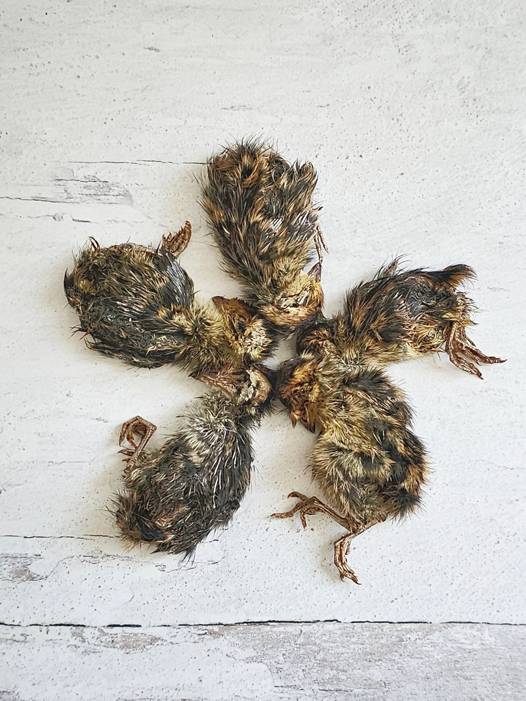 Whole Prey Quail Hatchlings (Feathered)
