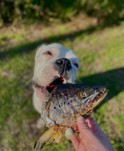 Load image into Gallery viewer, Salmon Head (2 Halves)
