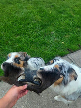 Load image into Gallery viewer, Bison Snout - Limited Edition
