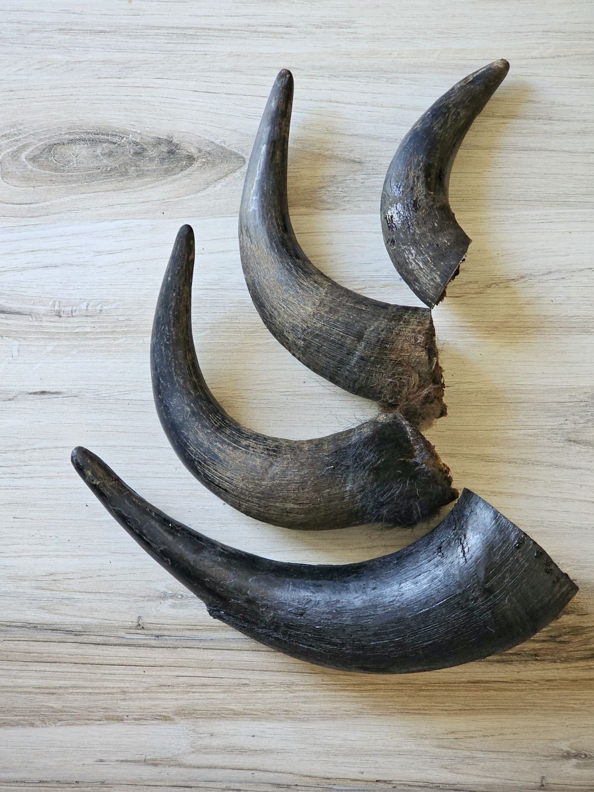 Bison Horn (Grass Fed & Finished) – Naked Beasts