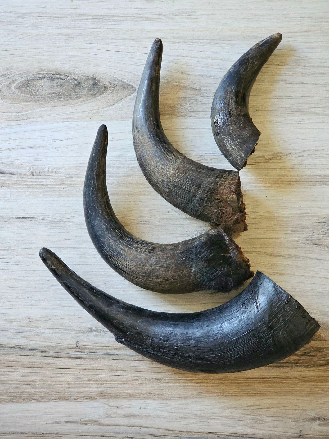 Bison Horn (Grass Fed & Finished)
