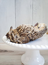 Load image into Gallery viewer, Whole Prey Quail (Feathered)
