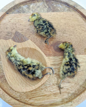 Load image into Gallery viewer, Whole Prey Quail Hatchlings (Feathered)
