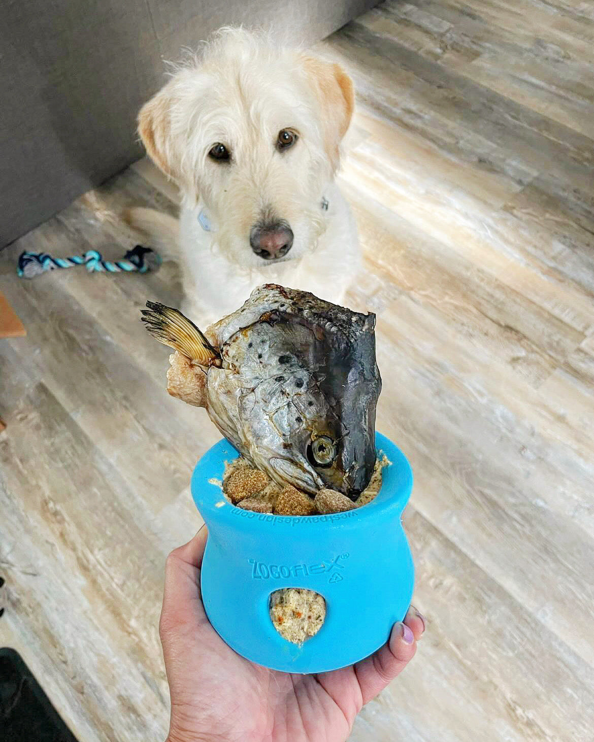 Salmon Heads Best Raw Fish For Dogs Salmon Heads For Dogs