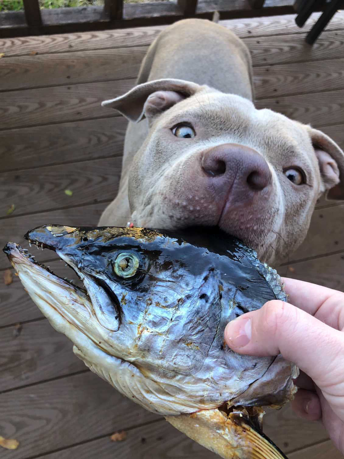 Salmon Head 2 Halves Farm Raised